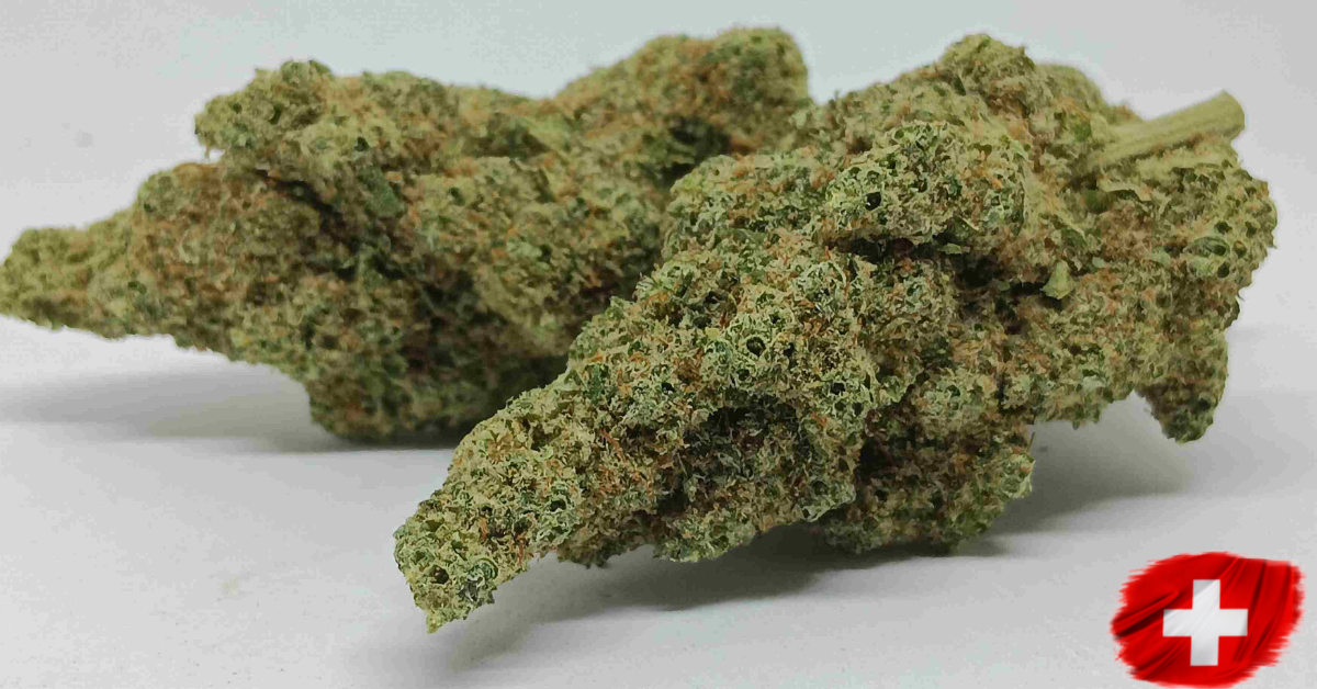 lemon meringue indoor
