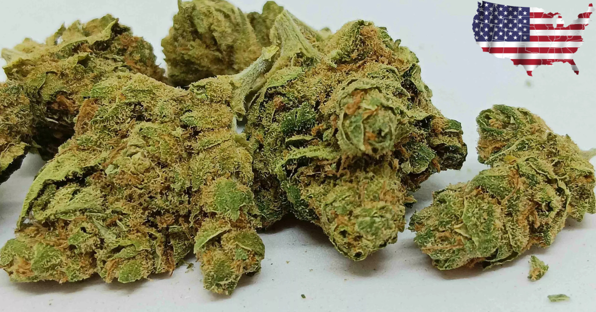 AMNESIA US SMALL BUD CBD 10% THC 0.3%