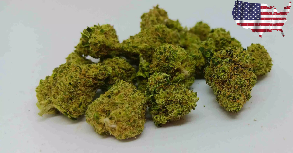 SMALL BUD RUNTZ US