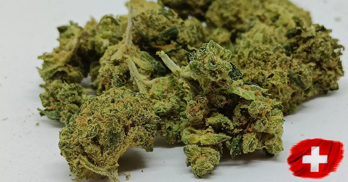 MANGO HAZE SMALL BUD INDOOR