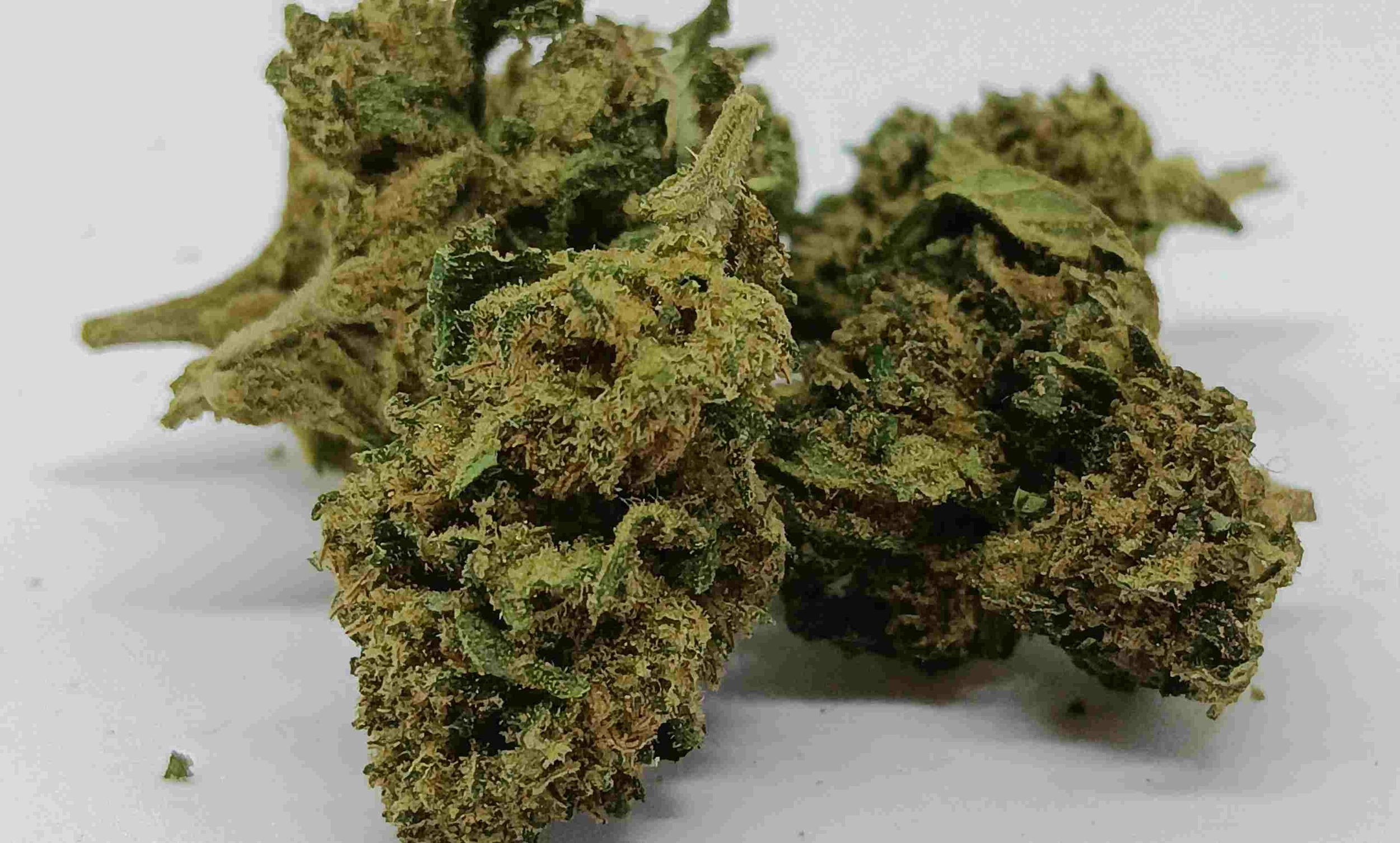 hydro bubble gum