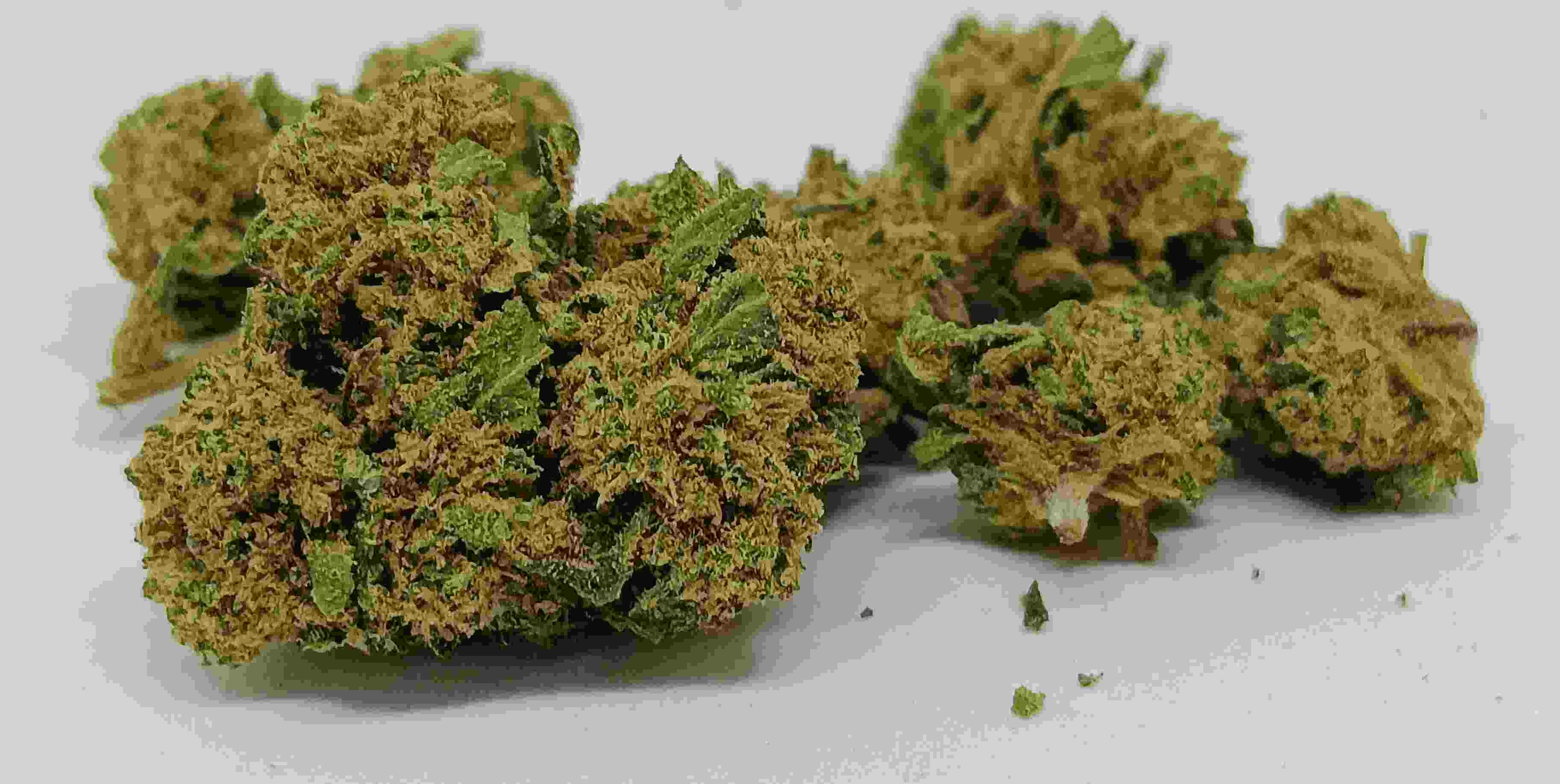 white widow small bud