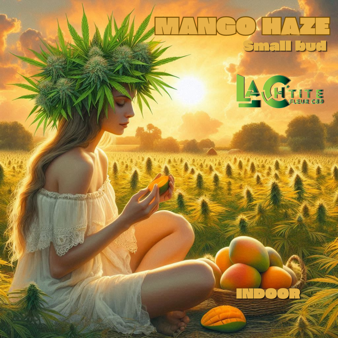 MANGO HAZE SMALL BUD INDOOR CBD 7.78% THC 0.3%
