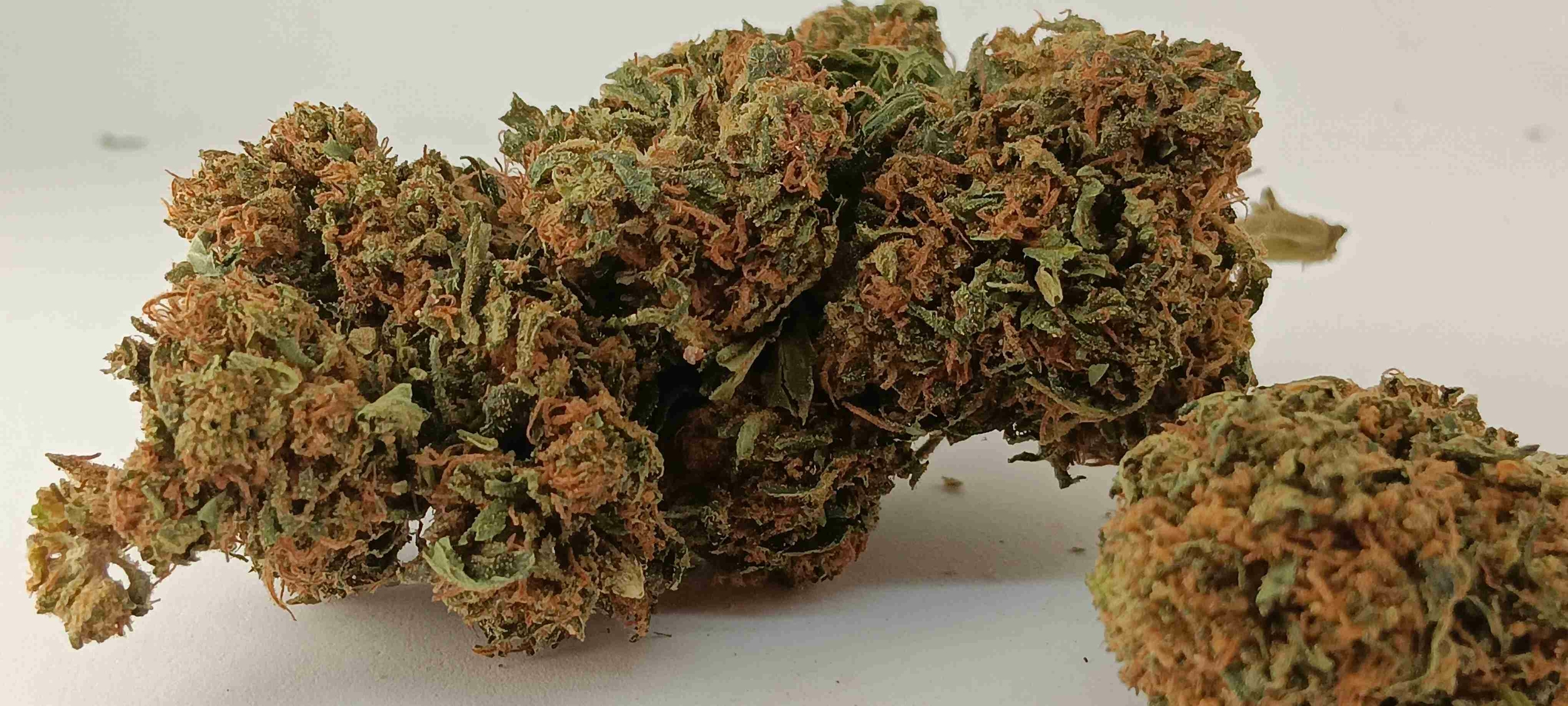 mandarine kush FR