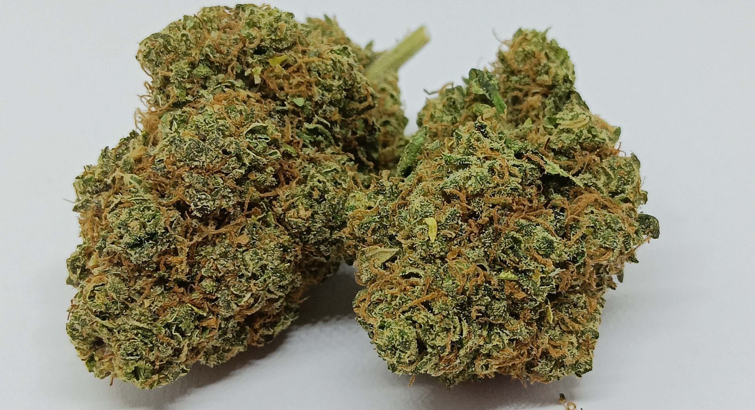 alien gelato