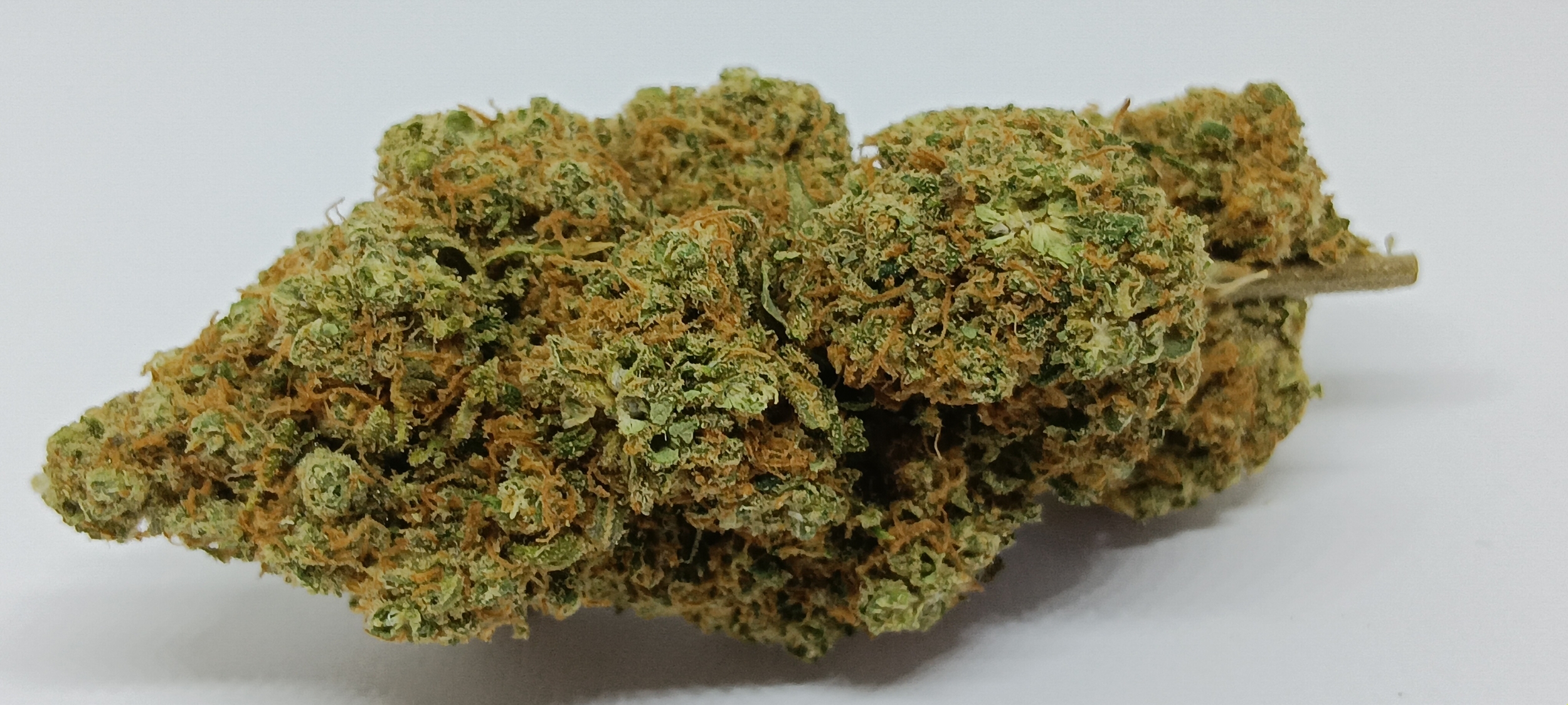 gorilla us