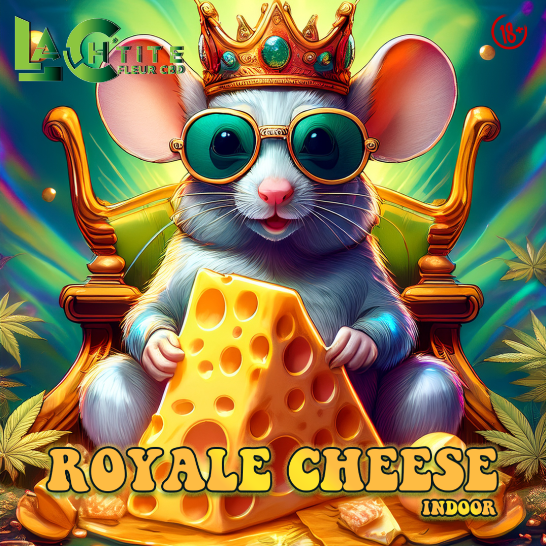 Royal Cheese CBD Indoor