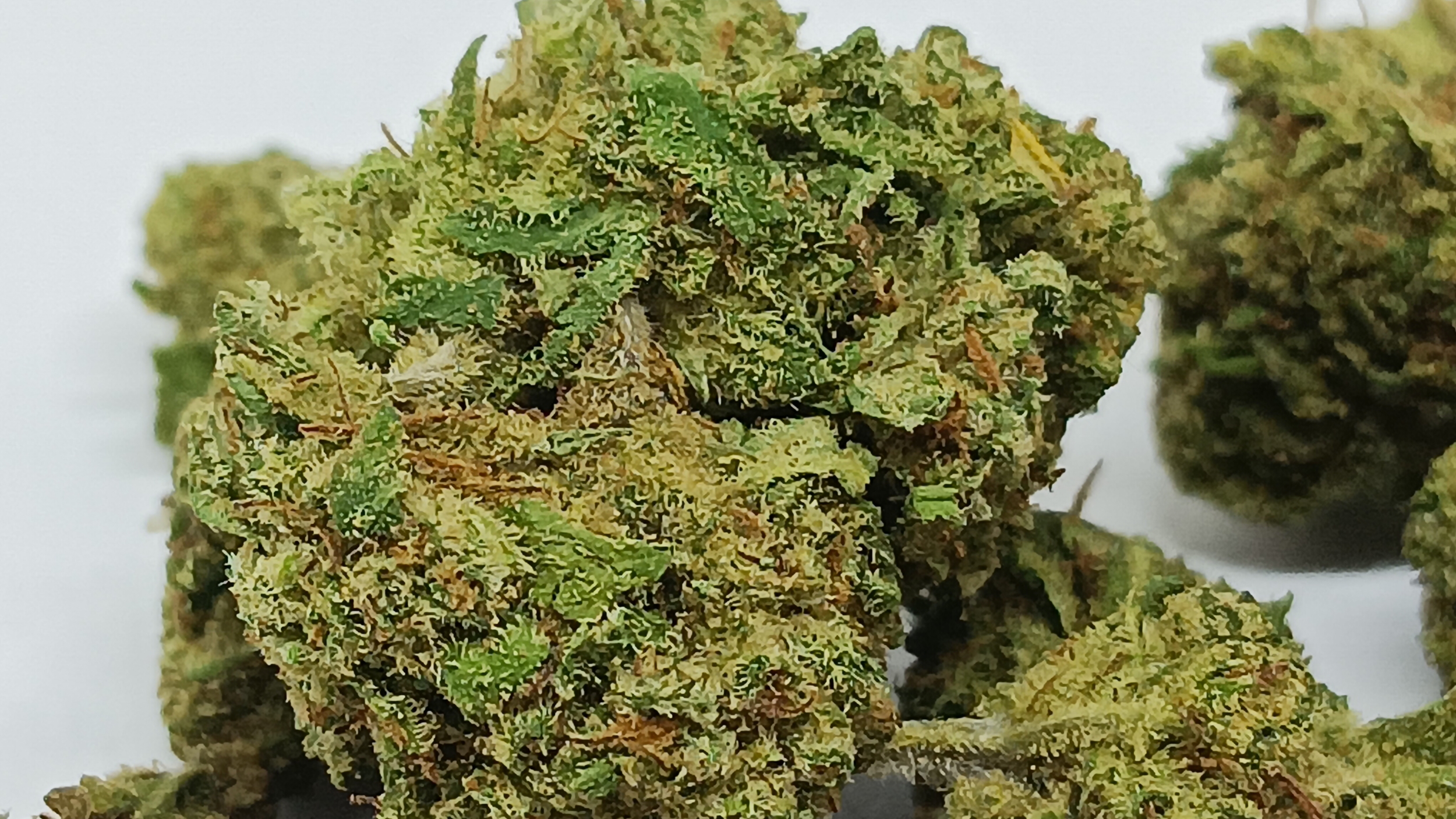 alien og small indoor