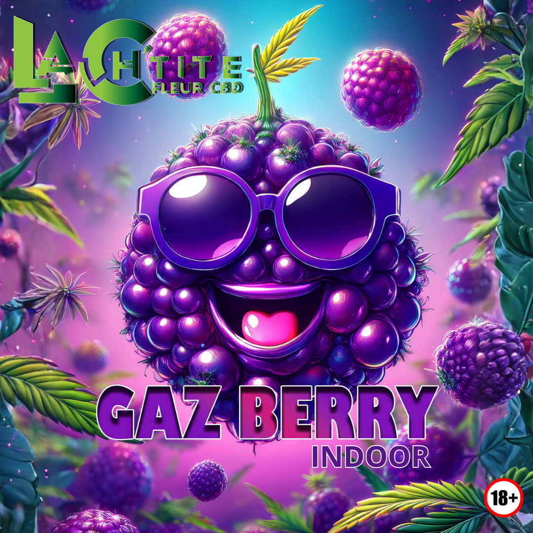gaz berry indoor cbd