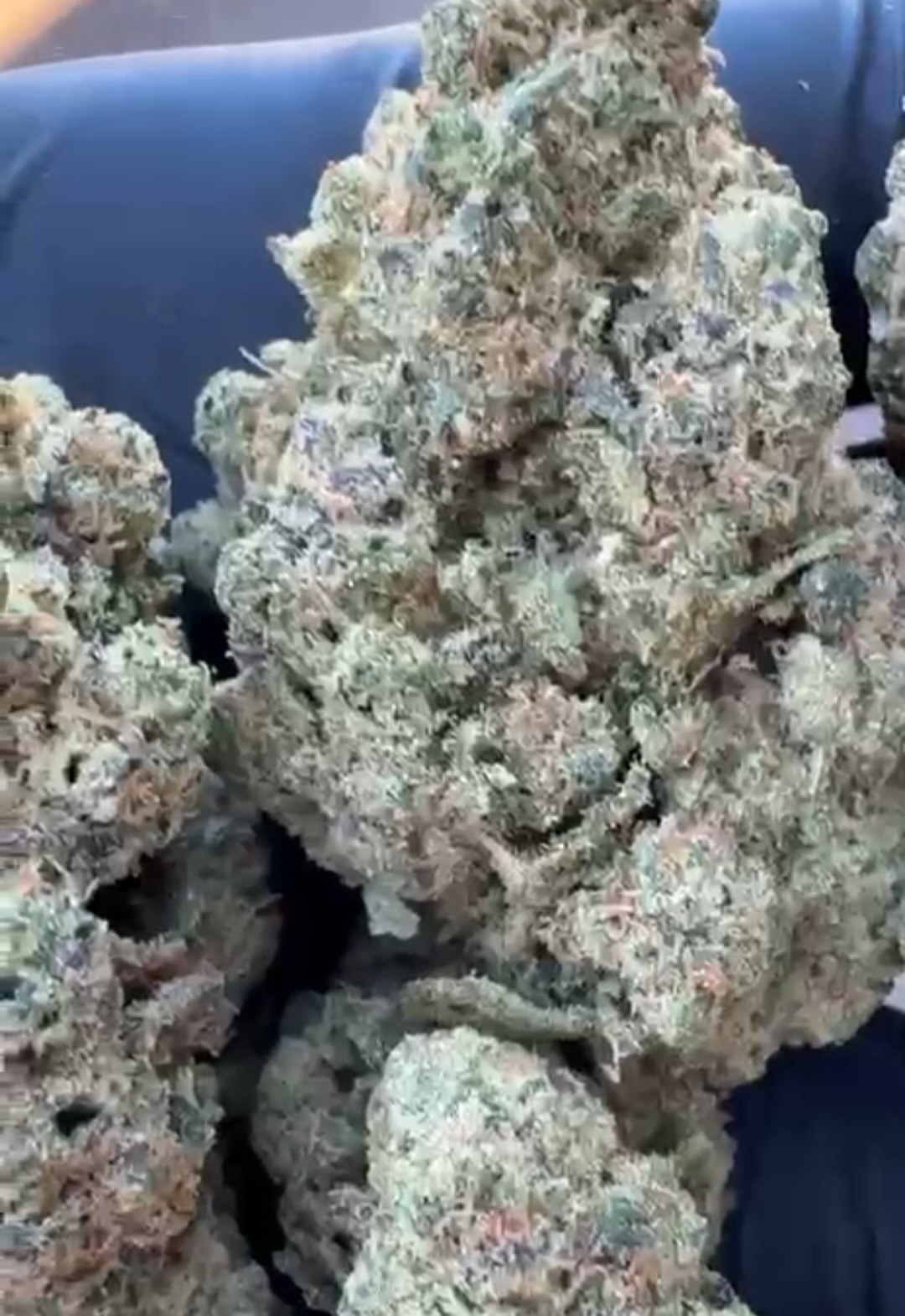 PLUTONIUM - INDOOR - CBD