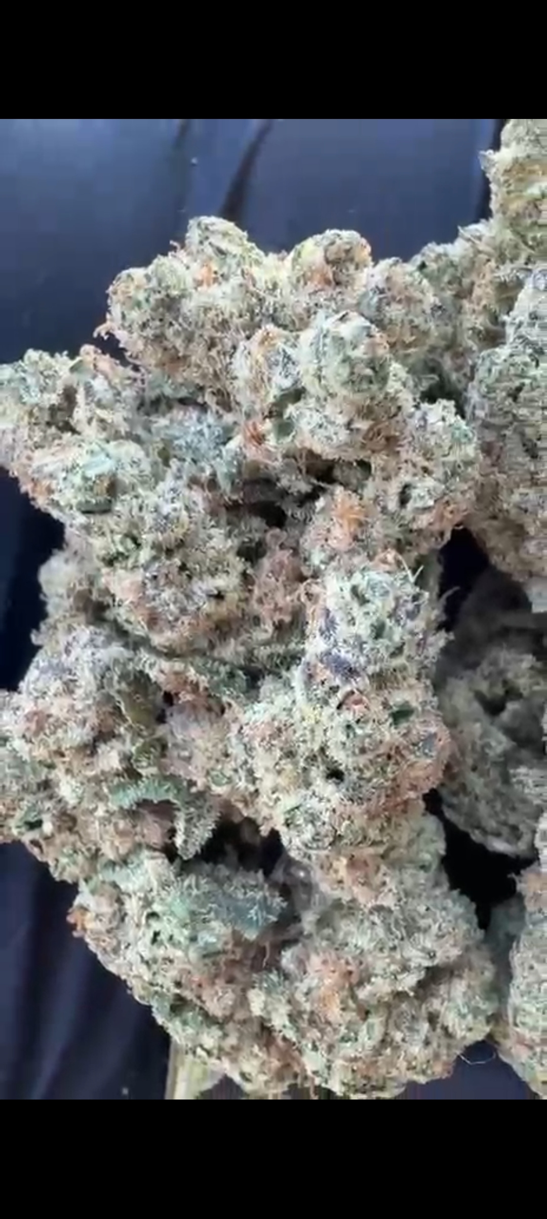 plutonium cbd fleur