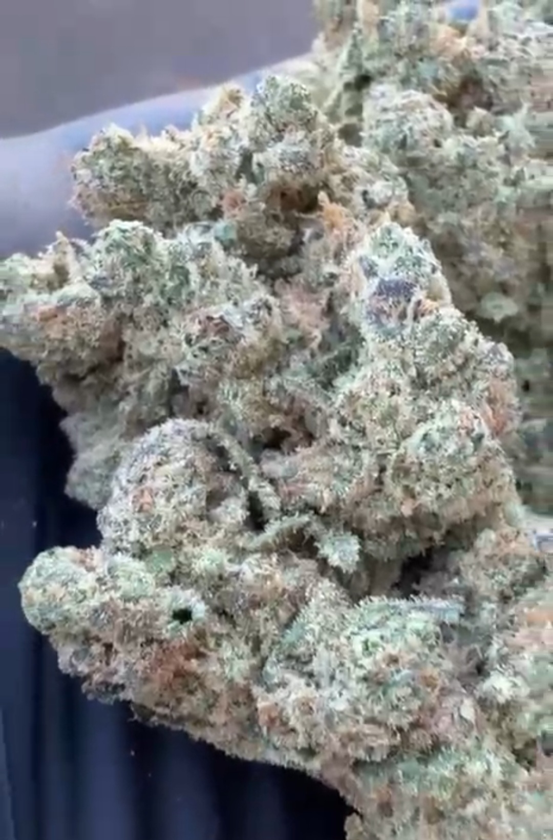 fleur plutonium