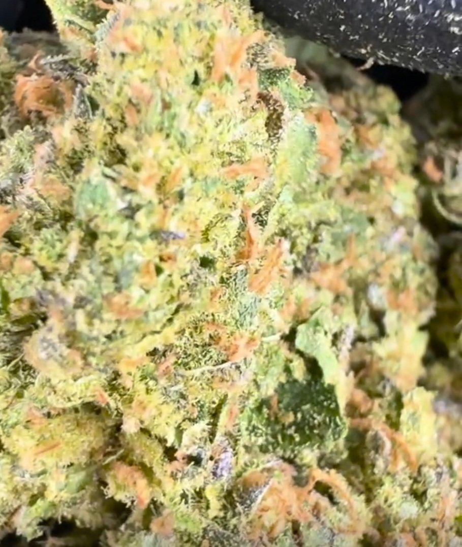 tropicana