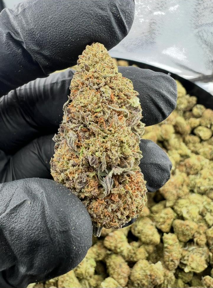 Tropicale Ghost US CBD