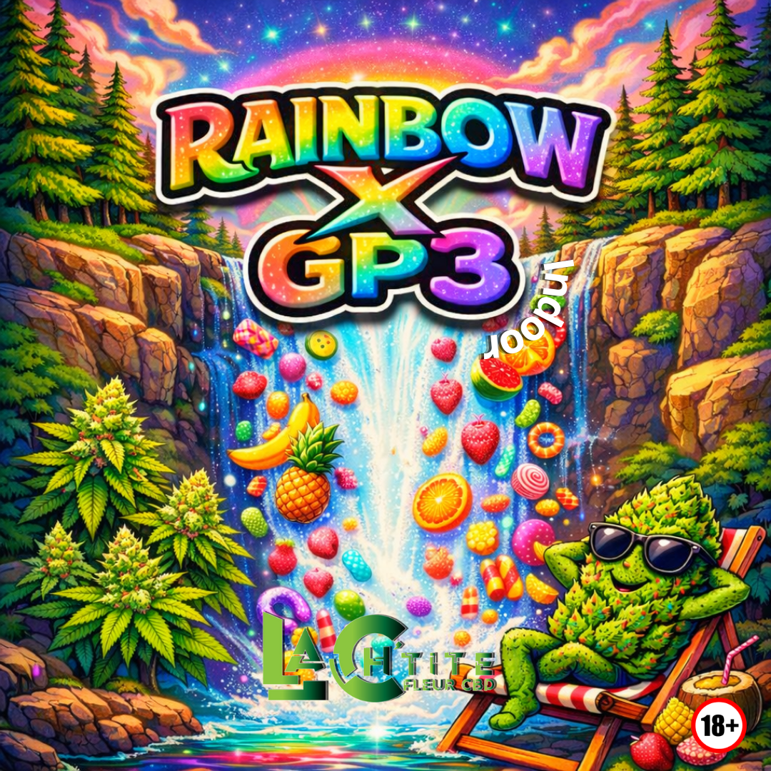 rainbow X GP3 INDOOR