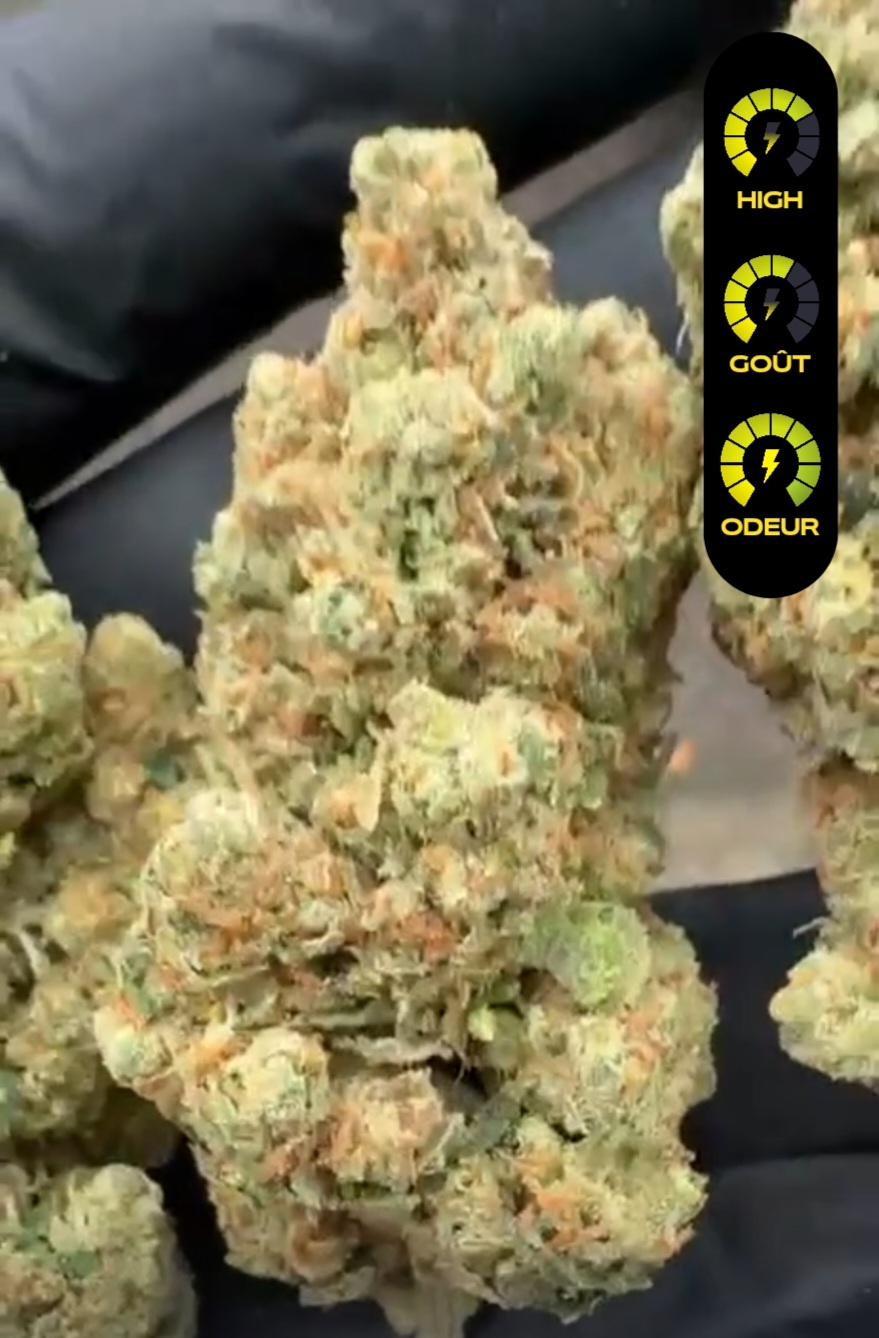 Amnesia US Hydro – Fleur Premium CBD Indoor