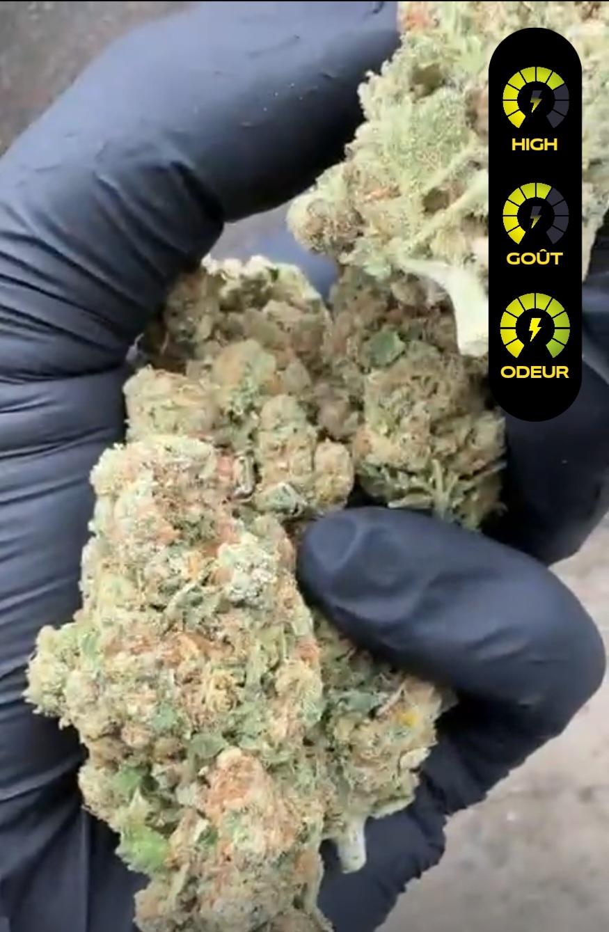 us amnesia