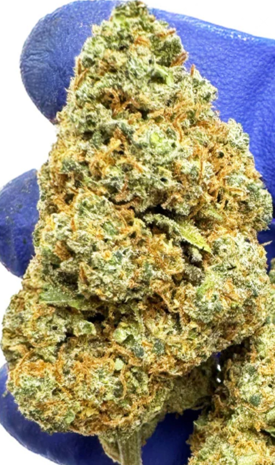 blueberry muffin cbd indoor