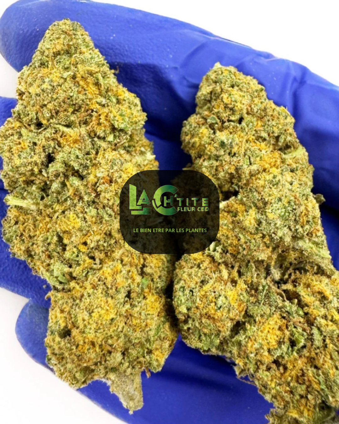 cbd orange bud indoor (2)