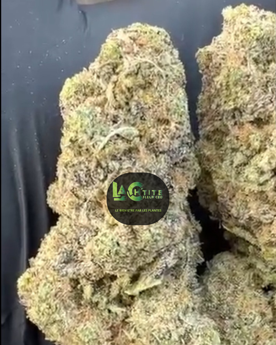 og kush hydro