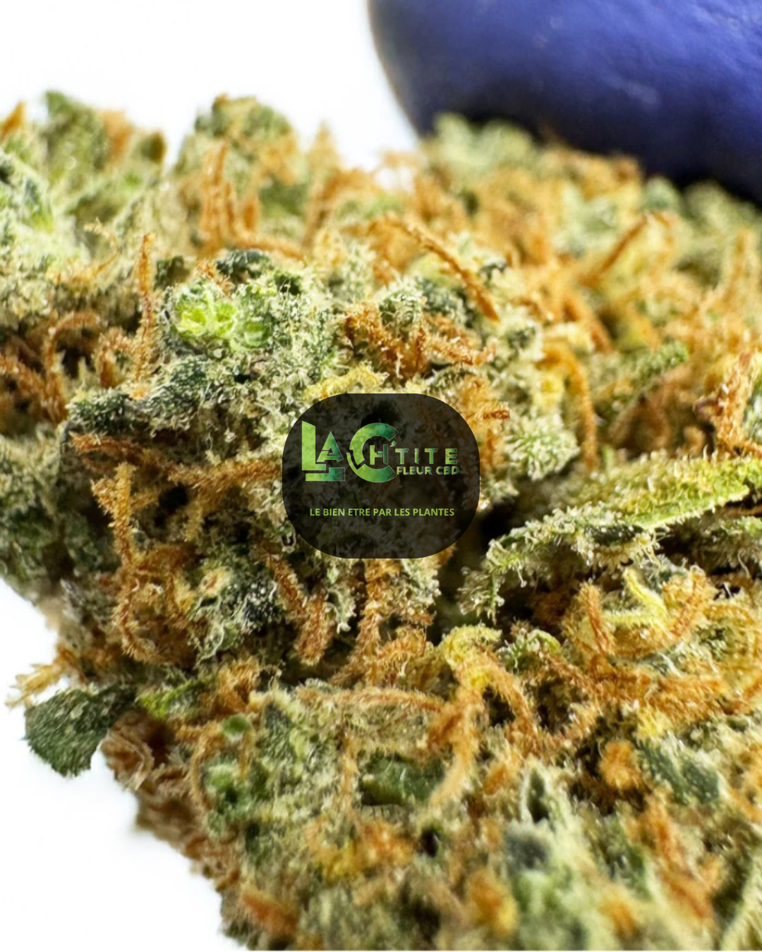 cbd blueberry muffin indoor