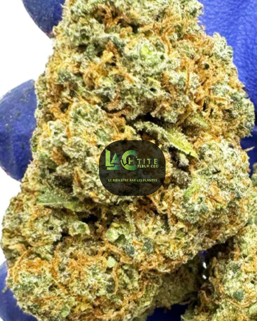 BLUEBERRY MUFFIN INDOOR