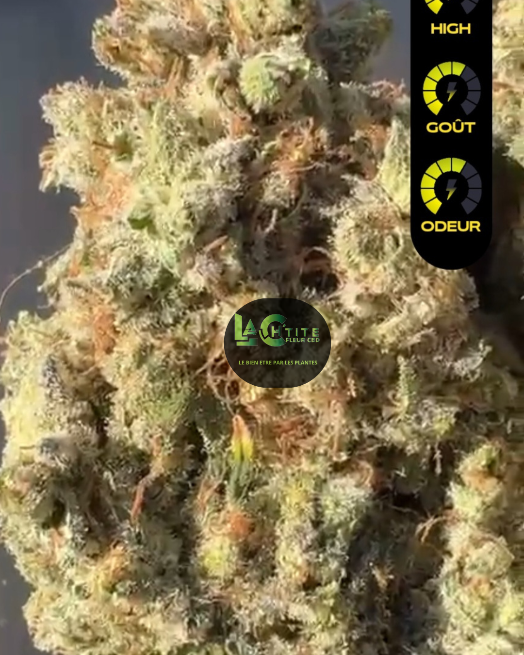 nlx indoor premium