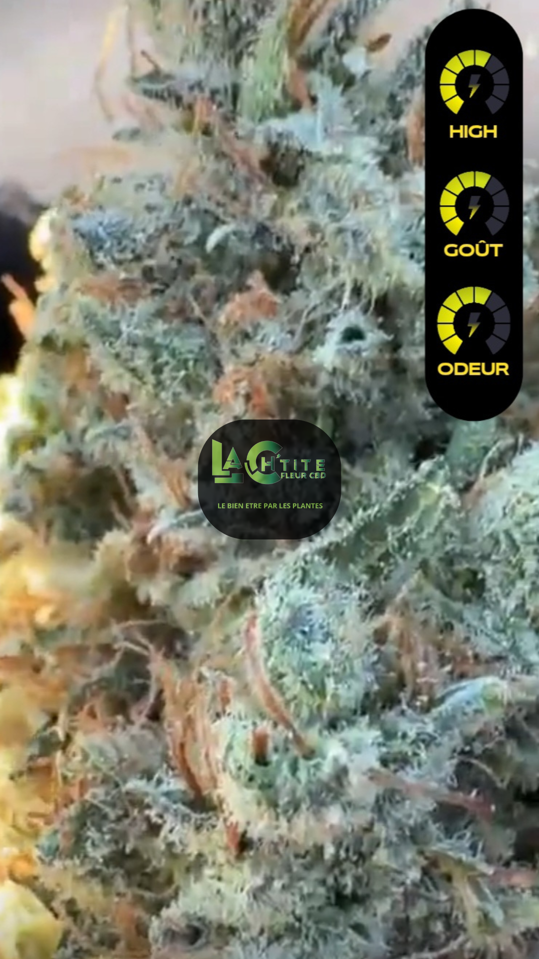 indoor nlx cbd