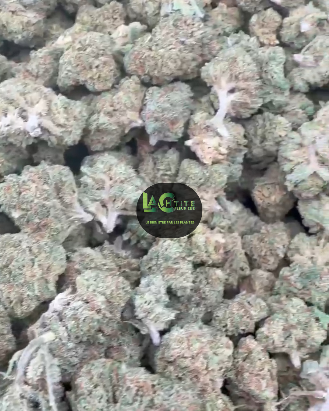 cali pineappel small