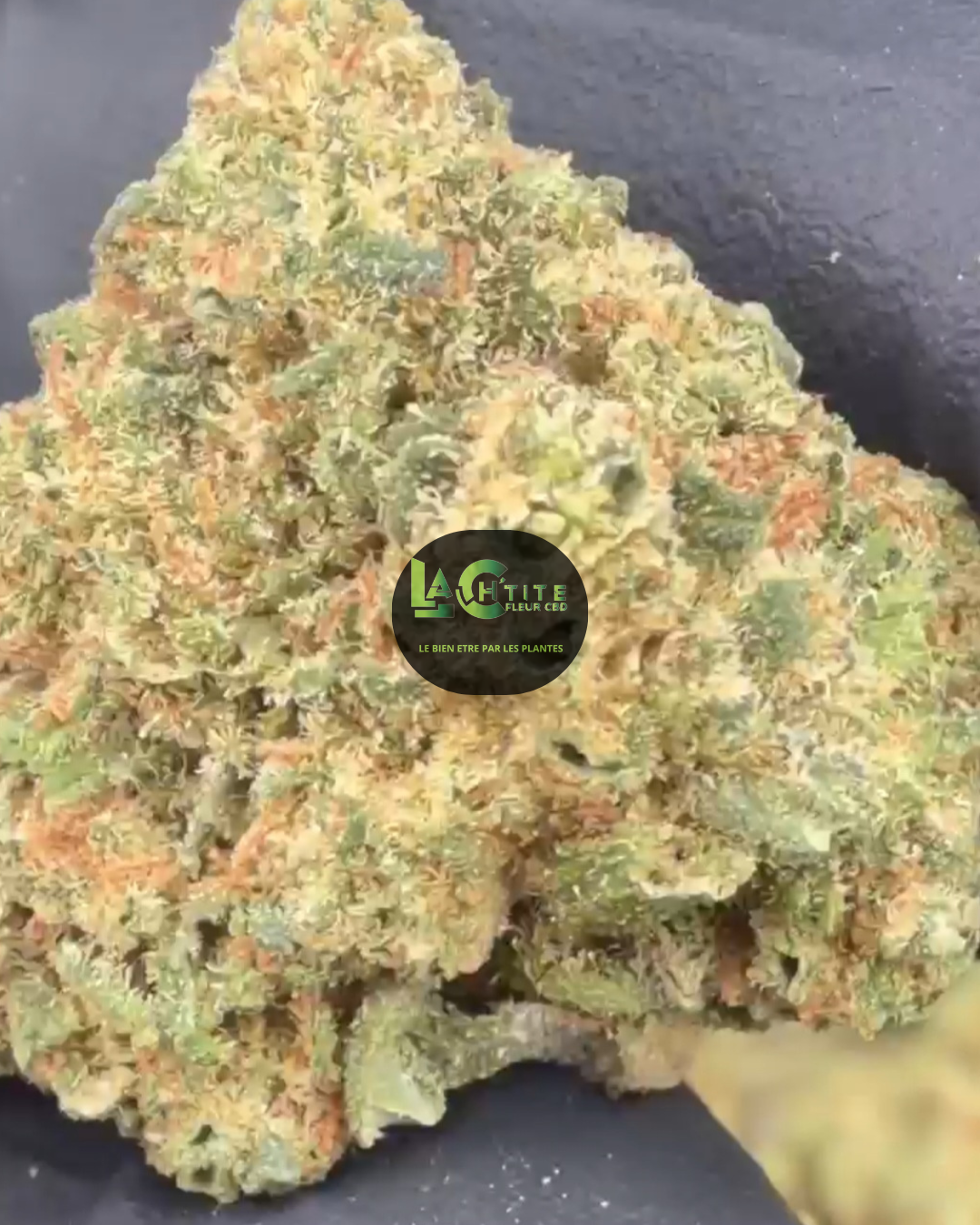 Pineappel cali small bud indoor
