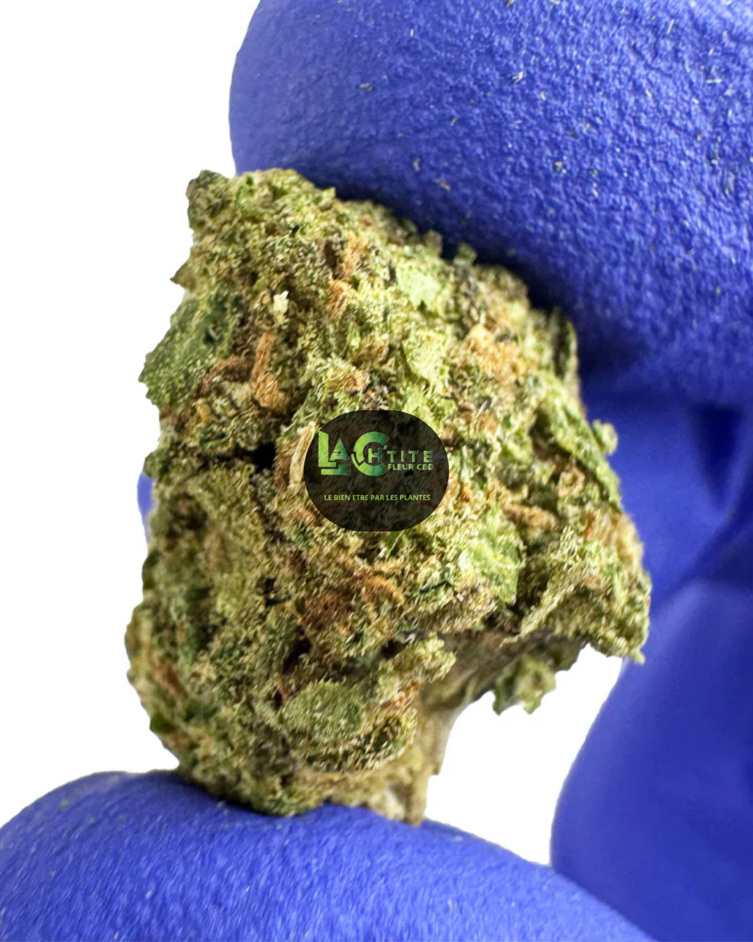 small bud blueberry indoor