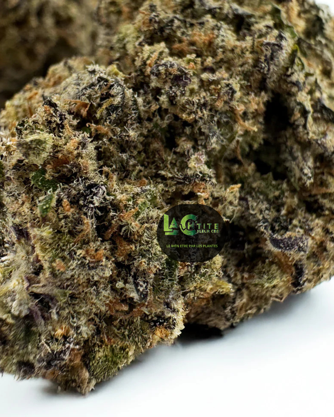 black widow indoor