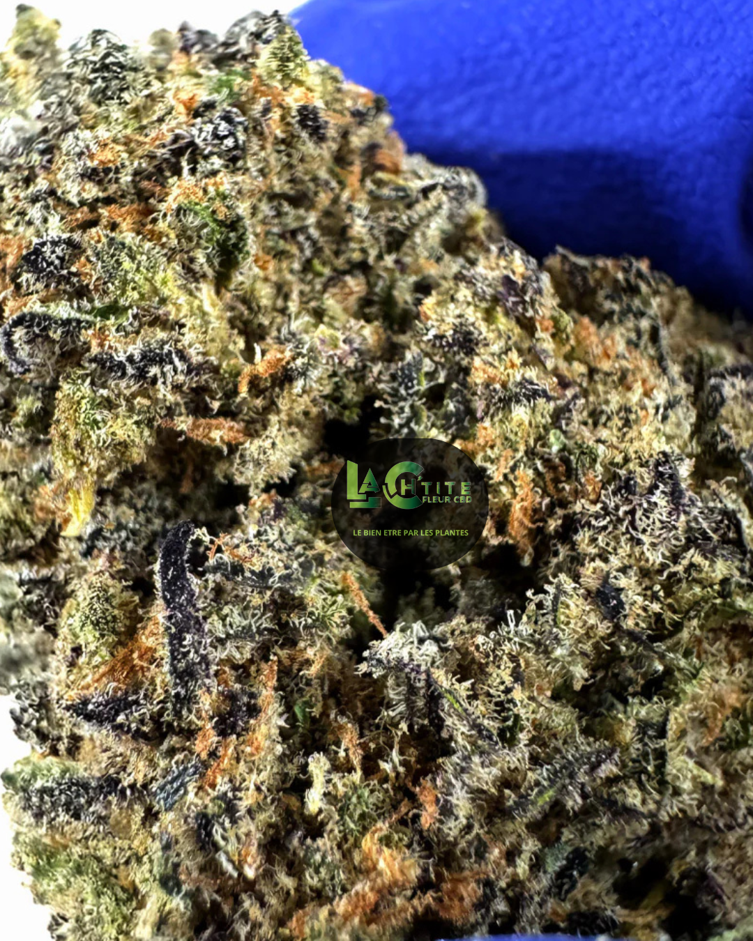 black widow
