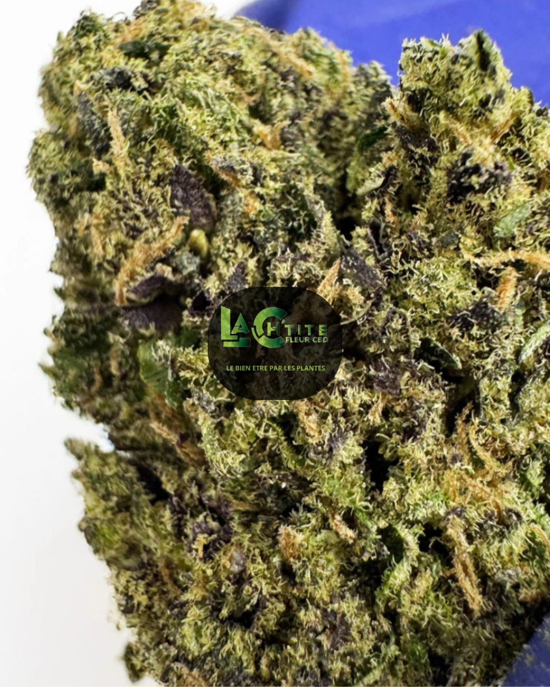 GELATO 41 US CBD