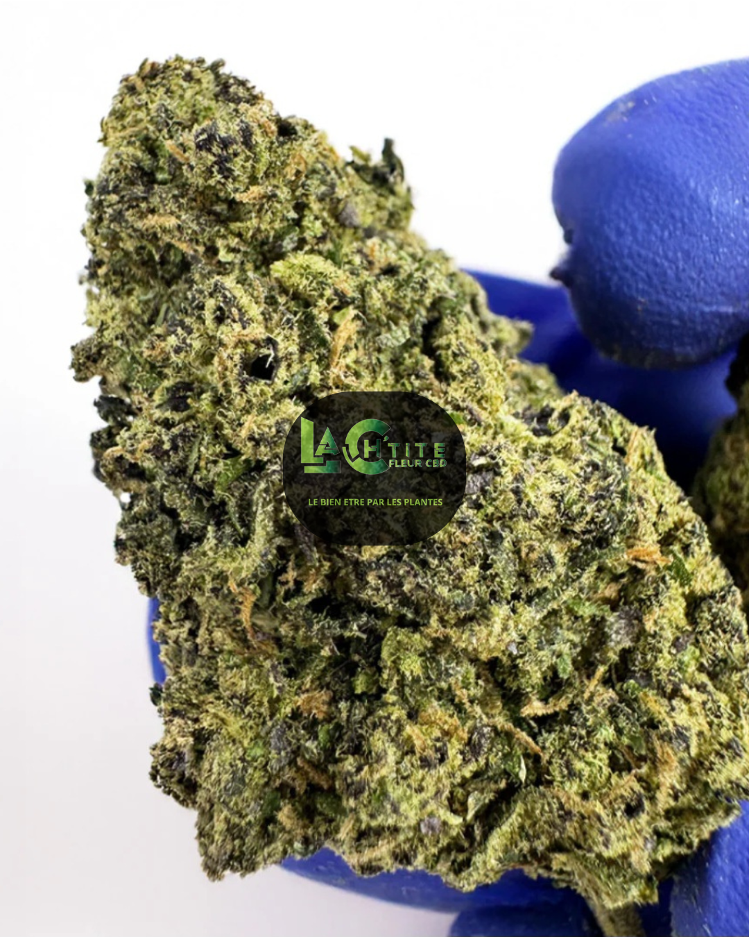us gelato41