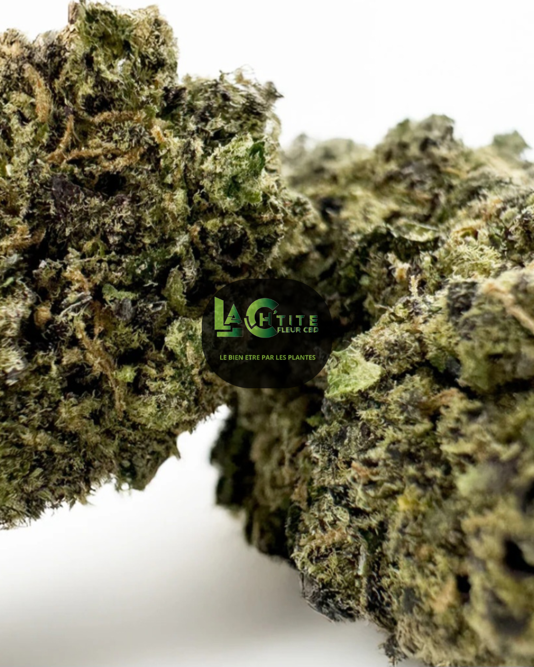 41 Gelato