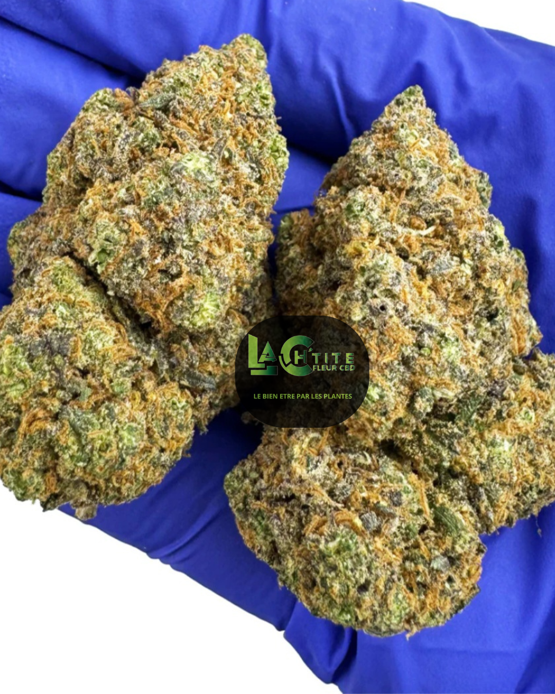 gaz berry indoor cbd