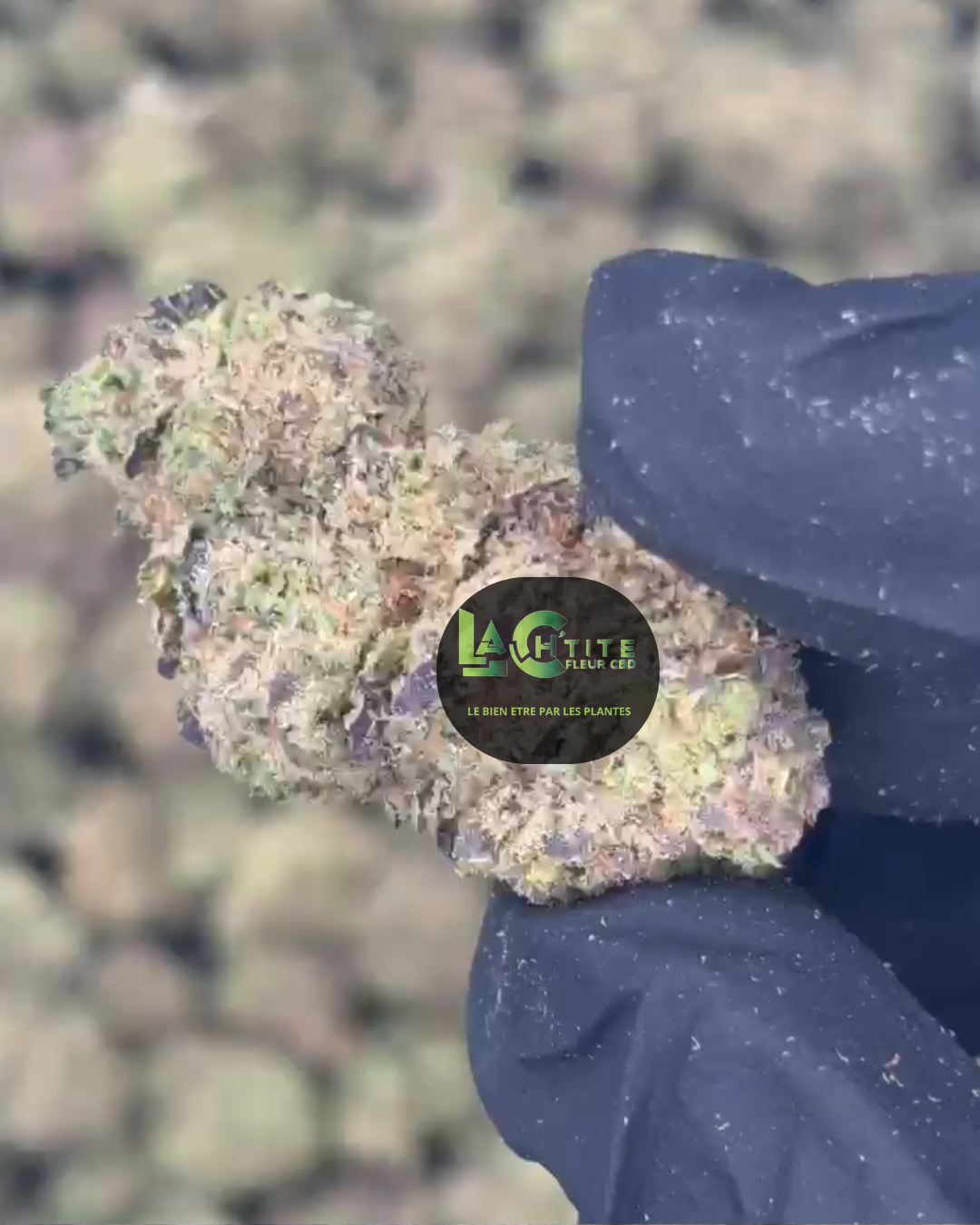 London Cake Indoor CBD