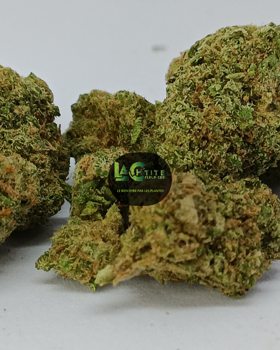 Candy Small Bud Hydro