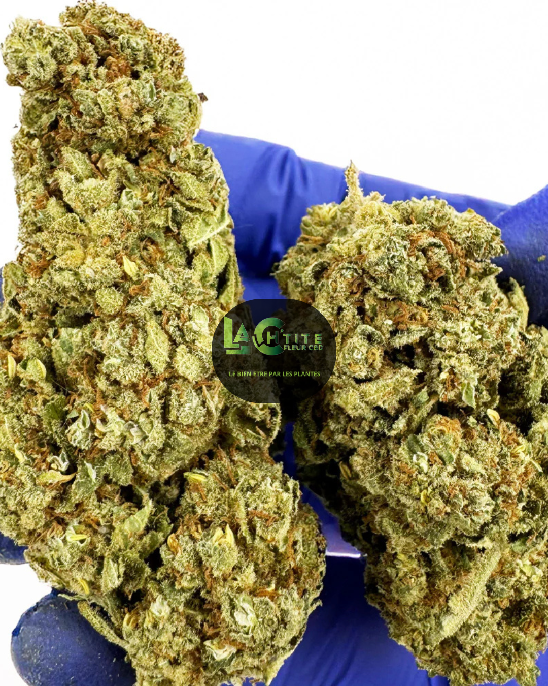 citrus cbd og indoor