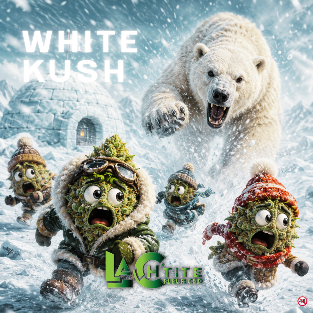 white kush