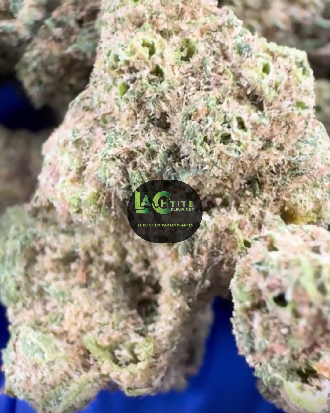 White Kush Small Bud Indoor CBD