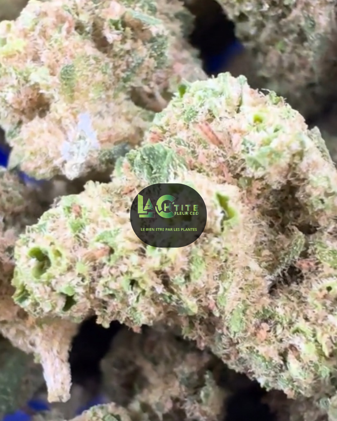 white cbd kush
