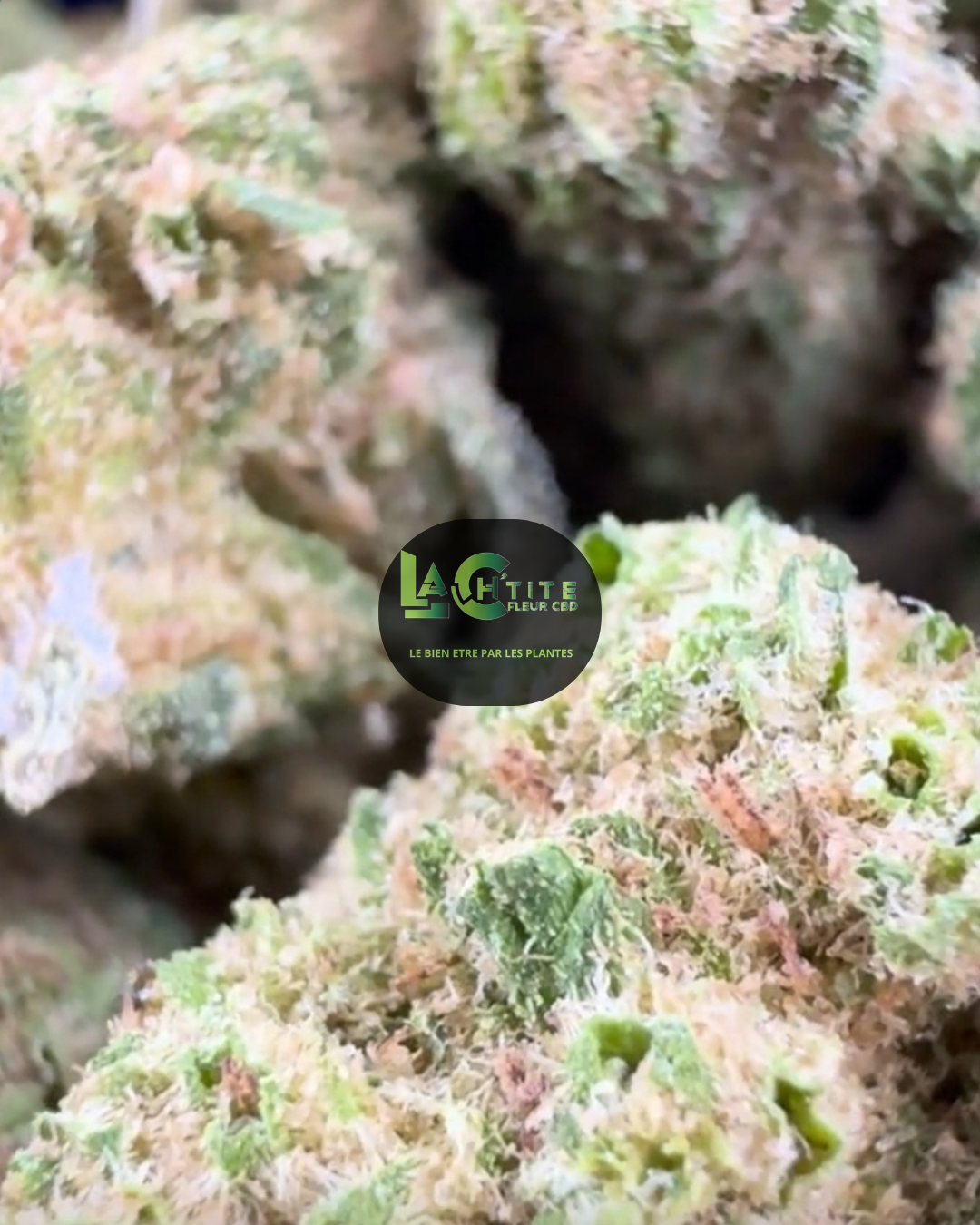 white kush cbd indoor