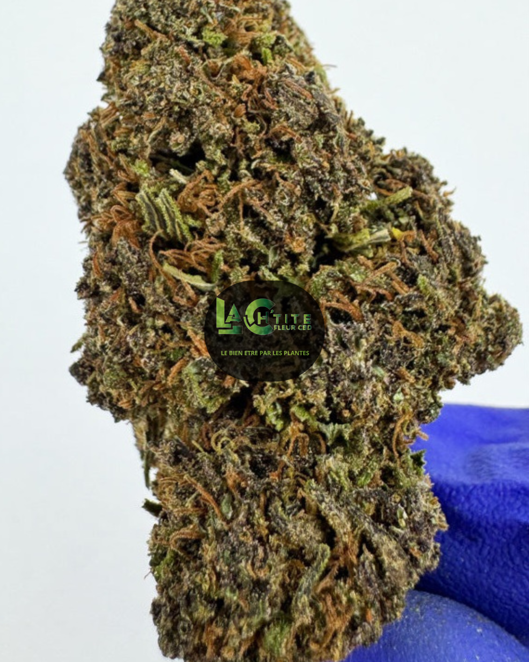 Jelly Saphir Indoor CBD