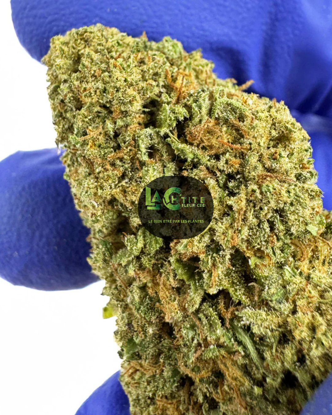 Cake Berry Indoor CBD