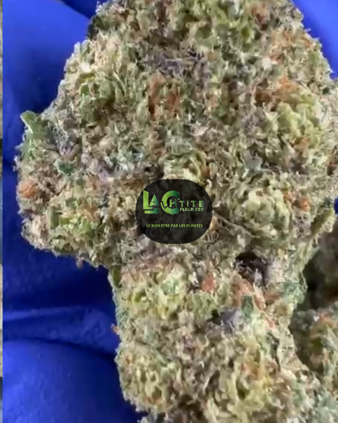 fruity cbd hudro