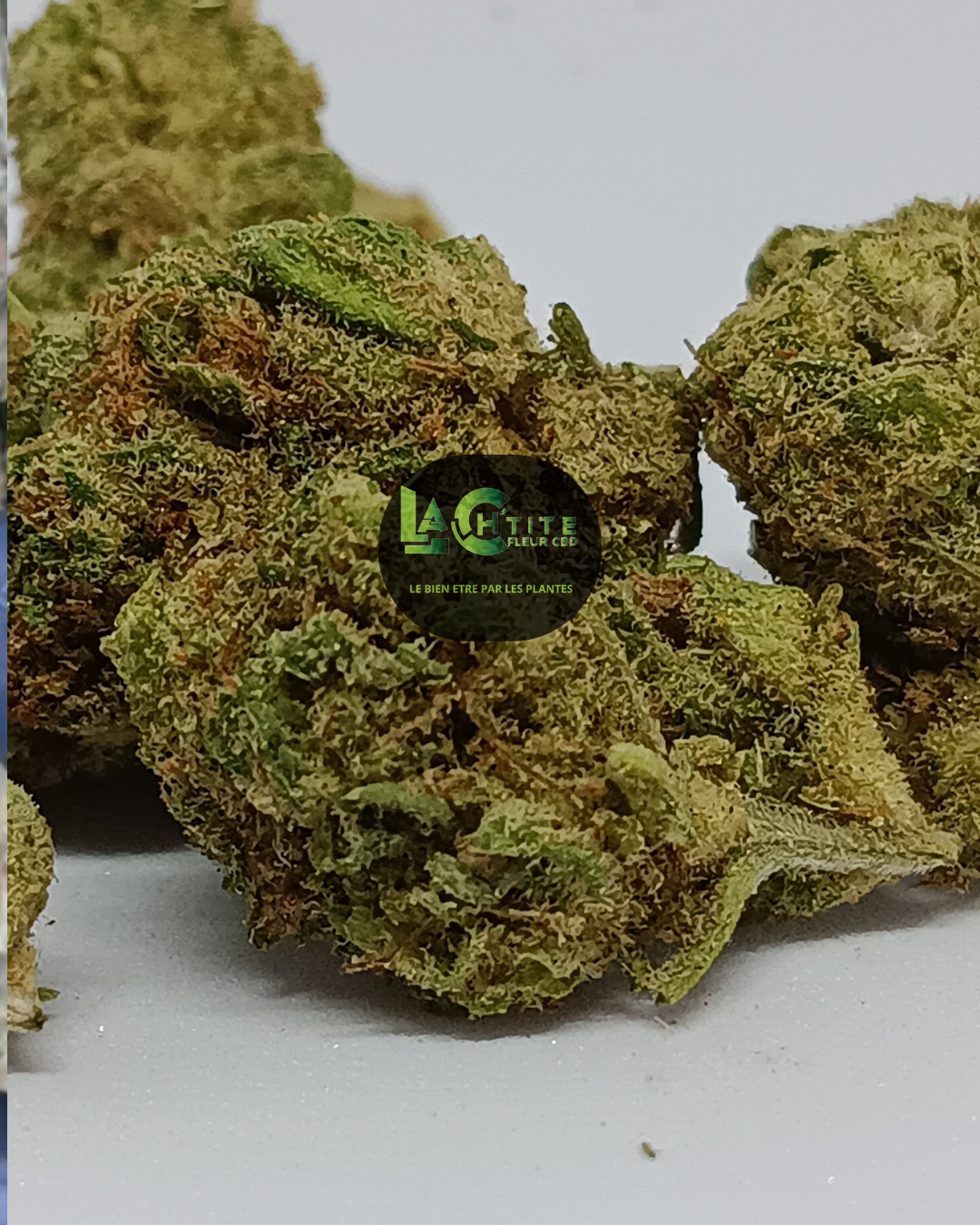 california haze small bud indoor