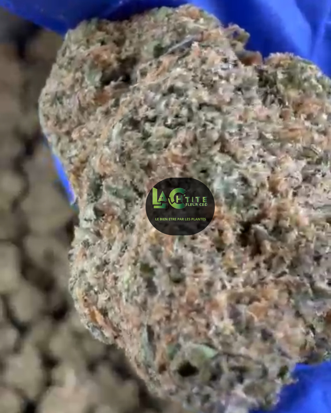 cbd maui us