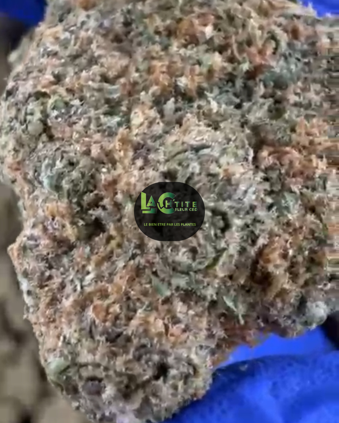 maui cbd us
